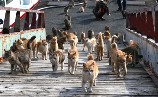 I gatti di CAT HEAVEN ISLAND